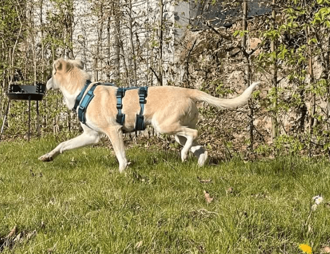 2025 04 23 07 07 17 wicky ❤️ ein traum auf 4 pfoten! in hessen mörfelden walldorf mischlinge und