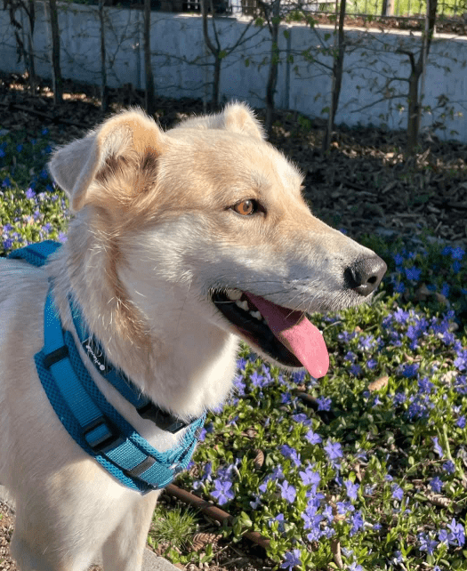 2025 04 23 07 07 22 wicky ❤️ ein traum auf 4 pfoten! in hessen mörfelden walldorf mischlinge und