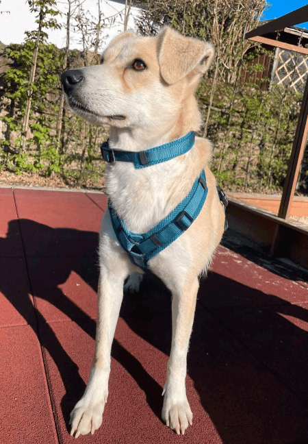 2025 04 23 07 07 28 wicky ❤️ ein traum auf 4 pfoten! in hessen mörfelden walldorf mischlinge und
