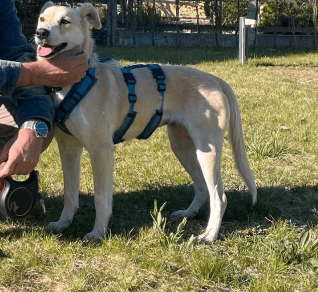 2025 04 23 07 07 40 wicky ❤️ ein traum auf 4 pfoten! in hessen mörfelden walldorf mischlinge und