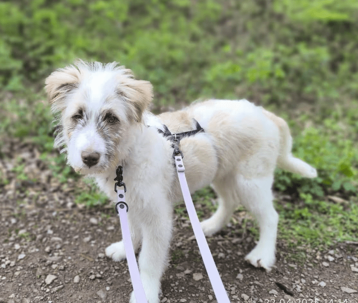 2025 04 23 07 15 04 emiko ❤️ treue seele auf vier pfoten in rheinland pfalz trier mischlinge und