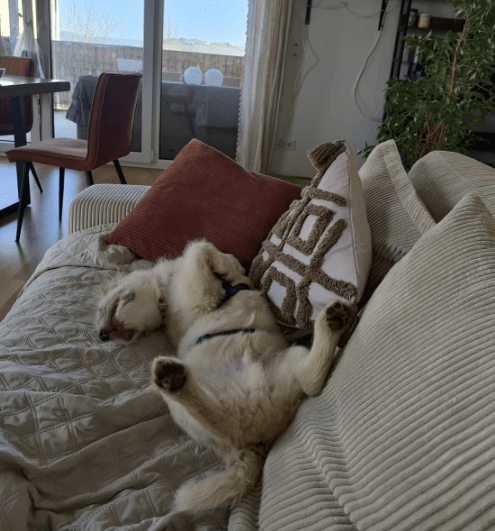 2025 04 23 07 15 08 emiko ❤️ treue seele auf vier pfoten in rheinland pfalz trier mischlinge und
