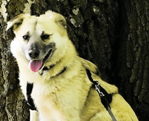 2025 05 12 08 40 37 tobi ❤️ leise liebe auf vier pfoten in niedersachsen isernhagen mischlinge u