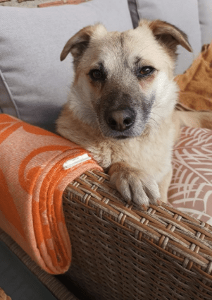 2025 05 12 08 40 42 tobi ❤️ leise liebe auf vier pfoten in niedersachsen isernhagen mischlinge u
