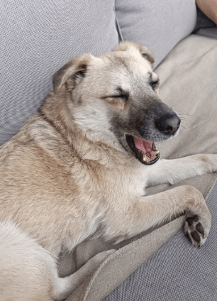 2025 05 12 08 40 47 tobi ❤️ leise liebe auf vier pfoten in niedersachsen isernhagen mischlinge u