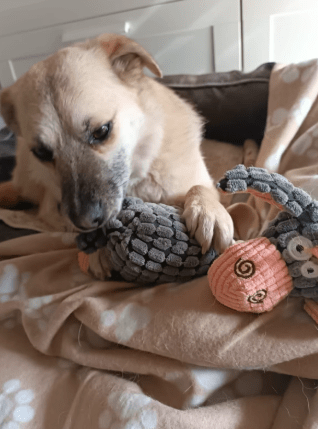 2025 05 12 08 40 52 tobi ❤️ leise liebe auf vier pfoten in niedersachsen isernhagen mischlinge u