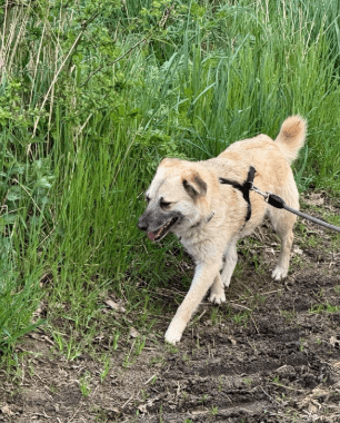 2025 05 12 08 40 57 tobi ❤️ leise liebe auf vier pfoten in niedersachsen isernhagen mischlinge u