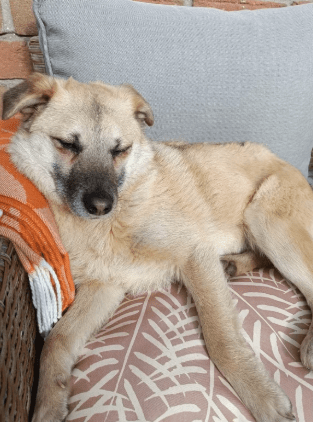 2025 05 12 08 41 02 tobi ❤️ leise liebe auf vier pfoten in niedersachsen isernhagen mischlinge u