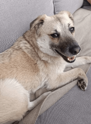 2025 05 12 08 41 06 tobi ❤️ leise liebe auf vier pfoten in niedersachsen isernhagen mischlinge u