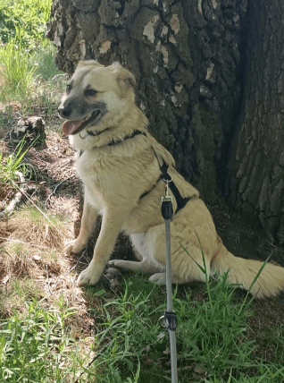 2025 05 12 08 41 13 tobi ❤️ leise liebe auf vier pfoten in niedersachsen isernhagen mischlinge u