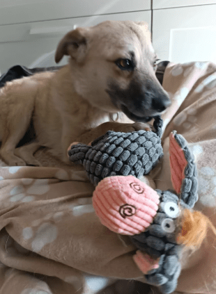 2025 05 12 08 41 18 tobi ❤️ leise liebe auf vier pfoten in niedersachsen isernhagen mischlinge u