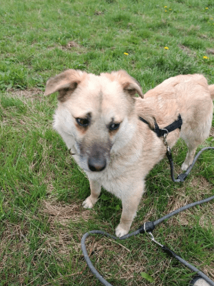 2025 05 12 08 41 23 tobi ❤️ leise liebe auf vier pfoten in niedersachsen isernhagen mischlinge u