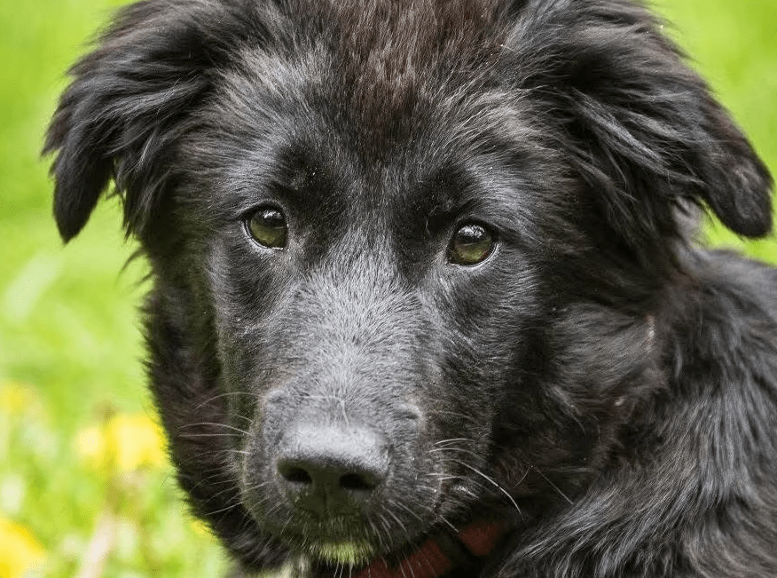 2025 05 19 10 15 40 herzenshündin runa ❤️ sucht ihr happy end in niedersachsen buchholz (aller)