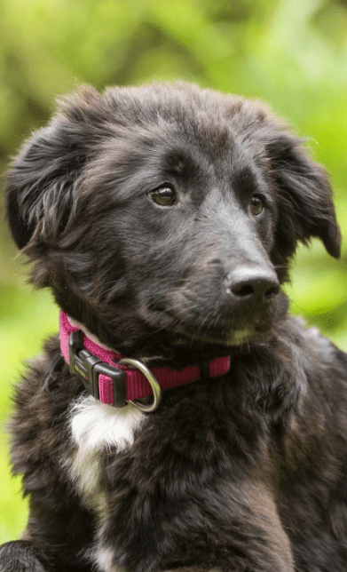 2025 05 19 10 15 46 herzenshündin runa ❤️ sucht ihr happy end in niedersachsen buchholz (aller)