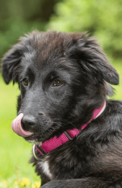 2025 05 19 10 15 52 herzenshündin runa ❤️ sucht ihr happy end in niedersachsen buchholz (aller)
