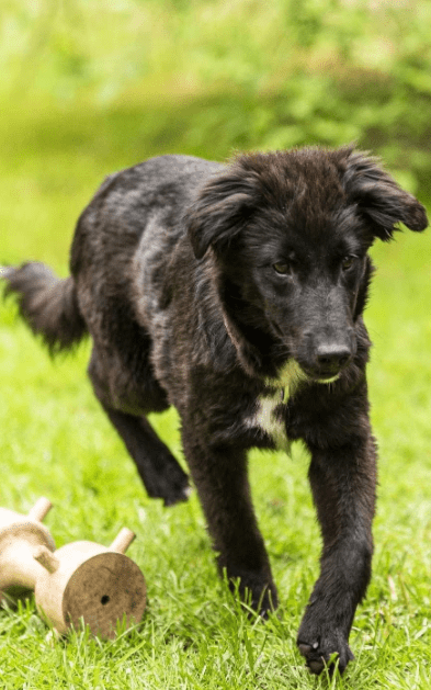 2025 05 19 10 15 57 herzenshündin runa ❤️ sucht ihr happy end in niedersachsen buchholz (aller)