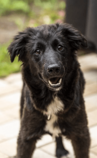 2025 05 19 10 16 02 herzenshündin runa ❤️ sucht ihr happy end in niedersachsen buchholz (aller)