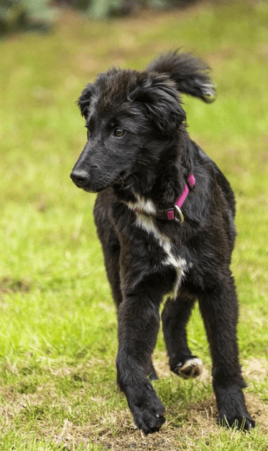 2025 05 19 10 16 07 herzenshündin runa ❤️ sucht ihr happy end in niedersachsen buchholz (aller)