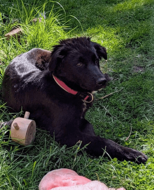 2025 05 19 10 16 12 herzenshündin runa ❤️ sucht ihr happy end in niedersachsen buchholz (aller)