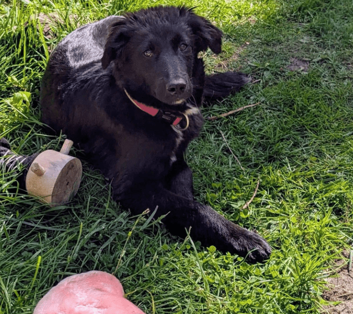 2025 05 19 10 16 17 herzenshündin runa ❤️ sucht ihr happy end in niedersachsen buchholz (aller)