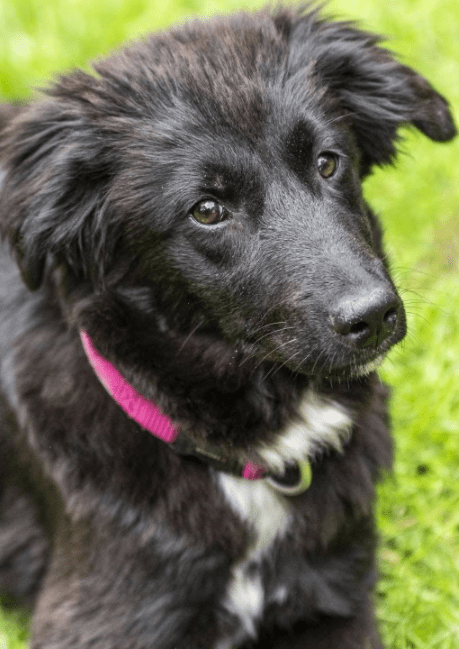 2025 05 19 10 16 23 herzenshündin runa ❤️ sucht ihr happy end in niedersachsen buchholz (aller)