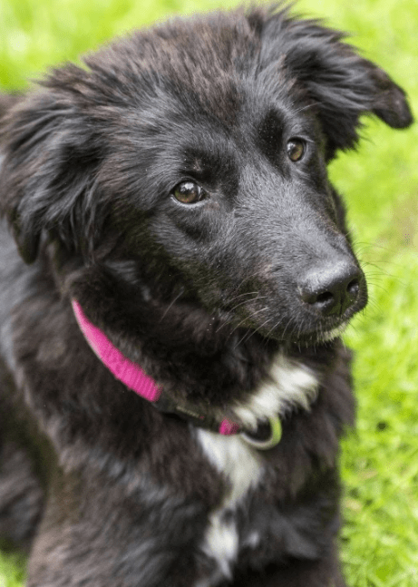 2025 05 19 10 16 28 herzenshündin runa ❤️ sucht ihr happy end in niedersachsen buchholz (aller)