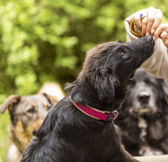 2025 05 19 10 16 32 herzenshündin runa ❤️ sucht ihr happy end in niedersachsen buchholz (aller)