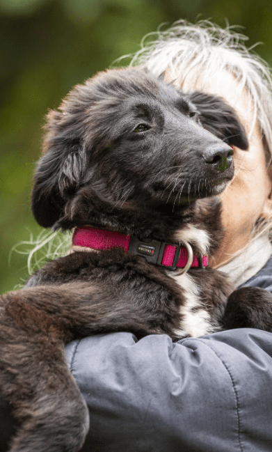 2025 05 19 10 16 39 herzenshündin runa ❤️ sucht ihr happy end in niedersachsen buchholz (aller)