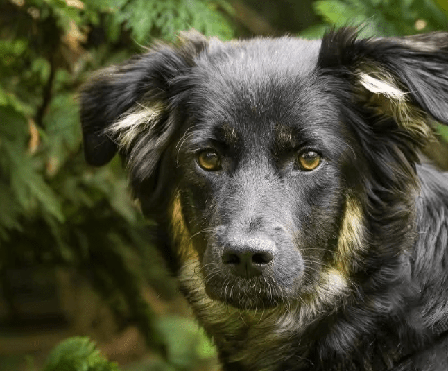 2025 06 22 12 05 17 rio ❤️ traumhund sucht traumzuhause in niedersachsen buchholz (aller) mischl