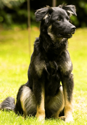 2025 06 22 12 05 21 rio ❤️ traumhund sucht traumzuhause in niedersachsen buchholz (aller) mischl
