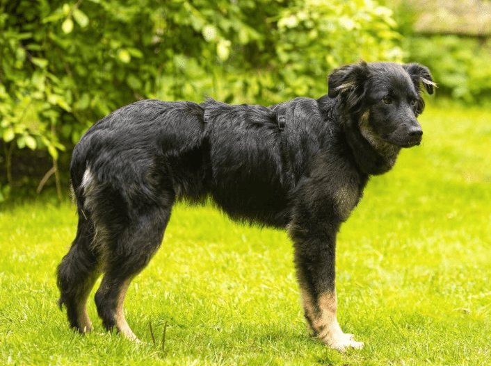 2025 06 22 12 05 27 rio ❤️ traumhund sucht traumzuhause in niedersachsen buchholz (aller) mischl