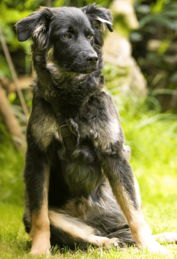 2025 06 22 12 05 36 rio ❤️ traumhund sucht traumzuhause in niedersachsen buchholz (aller) mischl