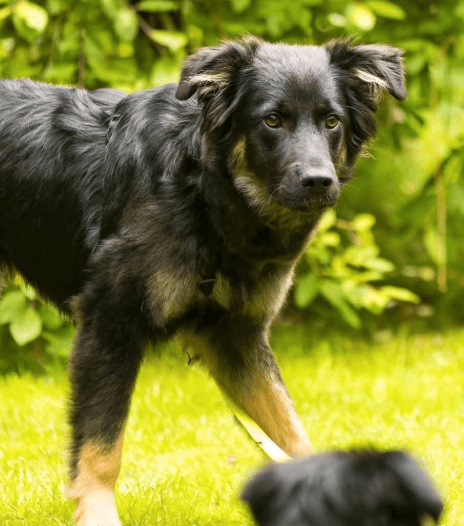 2025 06 22 12 05 39 rio ❤️ traumhund sucht traumzuhause in niedersachsen buchholz (aller) mischl