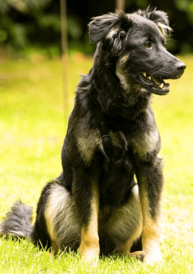 2025 06 22 12 05 45 rio ❤️ traumhund sucht traumzuhause in niedersachsen buchholz (aller) mischl