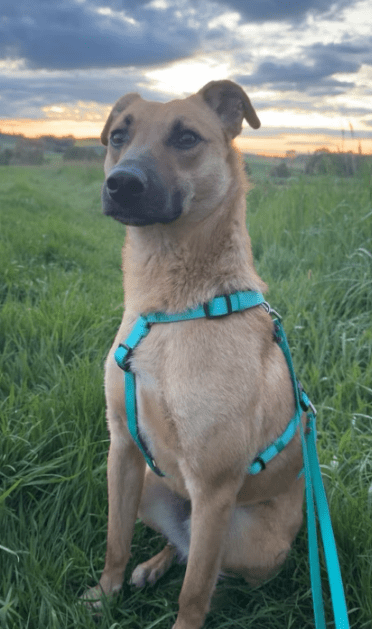 2025 07 09 10 13 29 loyaler happy ❤️ sucht seinen lieblingsmenschen! in niedersachsen bad münder a