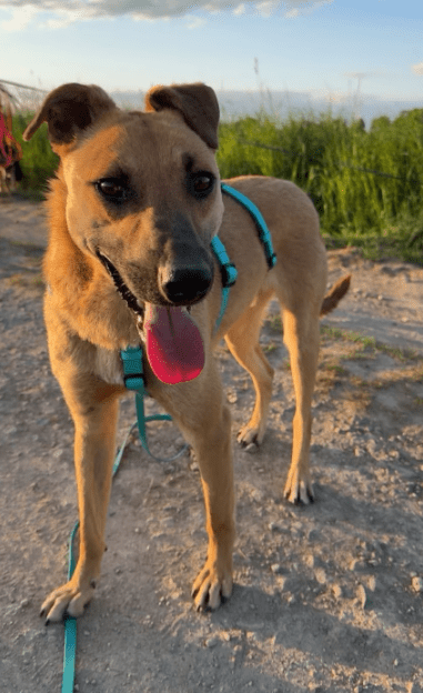 2025 07 09 10 13 33 loyaler happy ❤️ sucht seinen lieblingsmenschen! in niedersachsen bad münder a