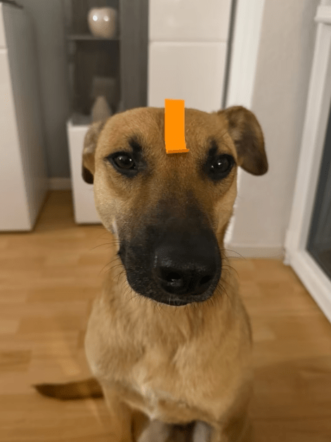 2025 07 09 10 13 36 loyaler happy ❤️ sucht seinen lieblingsmenschen! in niedersachsen bad münder a