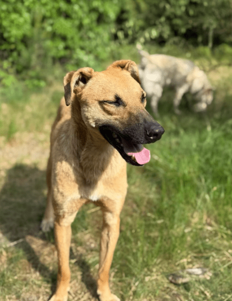 2025 07 09 10 13 42 loyaler happy ❤️ sucht seinen lieblingsmenschen! in niedersachsen bad münder a