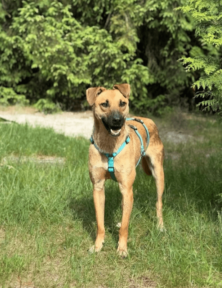 2025 07 09 10 13 47 loyaler happy ❤️ sucht seinen lieblingsmenschen! in niedersachsen bad münder a
