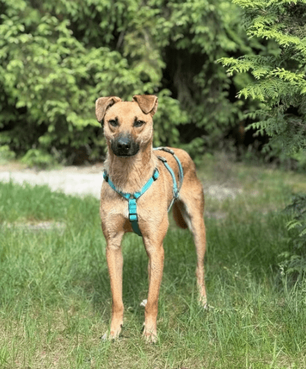 2025 07 09 10 13 52 loyaler happy ❤️ sucht seinen lieblingsmenschen! in niedersachsen bad münder a