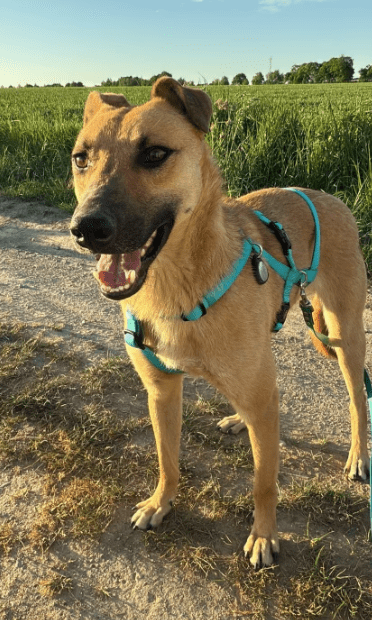 2025 07 09 10 13 58 loyaler happy ❤️ sucht seinen lieblingsmenschen! in niedersachsen bad münder a