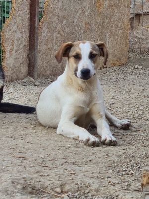 Xanti
