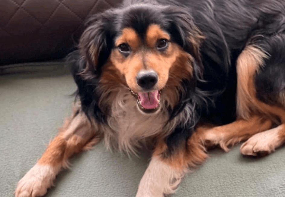 2025 03 14 13 44 46 luigi ❤️ ein hund zum verlieben! in nordrhein westfalen herten mischlinge un