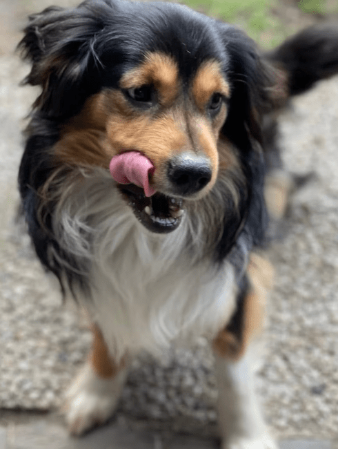 2025 03 14 13 44 50 luigi ❤️ ein hund zum verlieben! in nordrhein westfalen herten mischlinge un