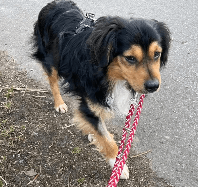 2025 03 14 13 44 54 luigi ❤️ ein hund zum verlieben! in nordrhein westfalen herten mischlinge un