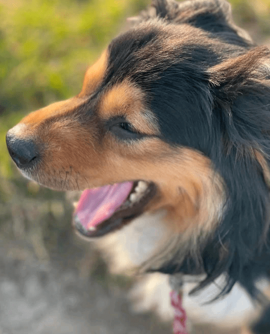 2025 03 14 13 44 58 luigi ❤️ ein hund zum verlieben! in nordrhein westfalen herten mischlinge un