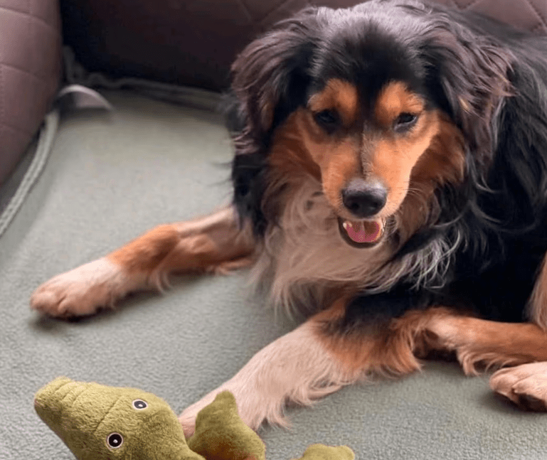 2025 03 14 13 45 23 luigi ❤️ ein hund zum verlieben! in nordrhein westfalen herten mischlinge un