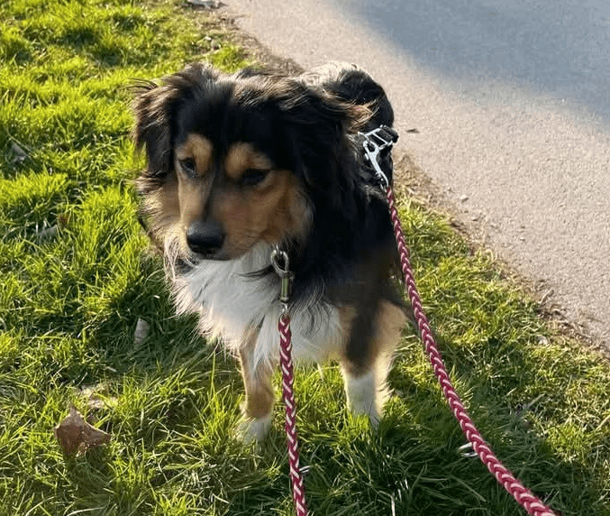 2025 03 14 13 45 28 luigi ❤️ ein hund zum verlieben! in nordrhein westfalen herten mischlinge un