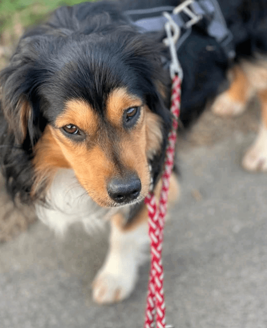 2025 03 14 13 45 32 luigi ❤️ ein hund zum verlieben! in nordrhein westfalen herten mischlinge un