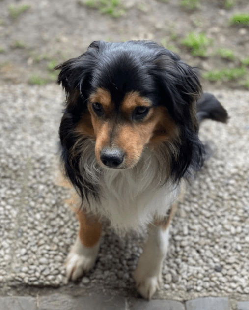 2025 03 14 13 45 41 luigi ❤️ ein hund zum verlieben! in nordrhein westfalen herten mischlinge un